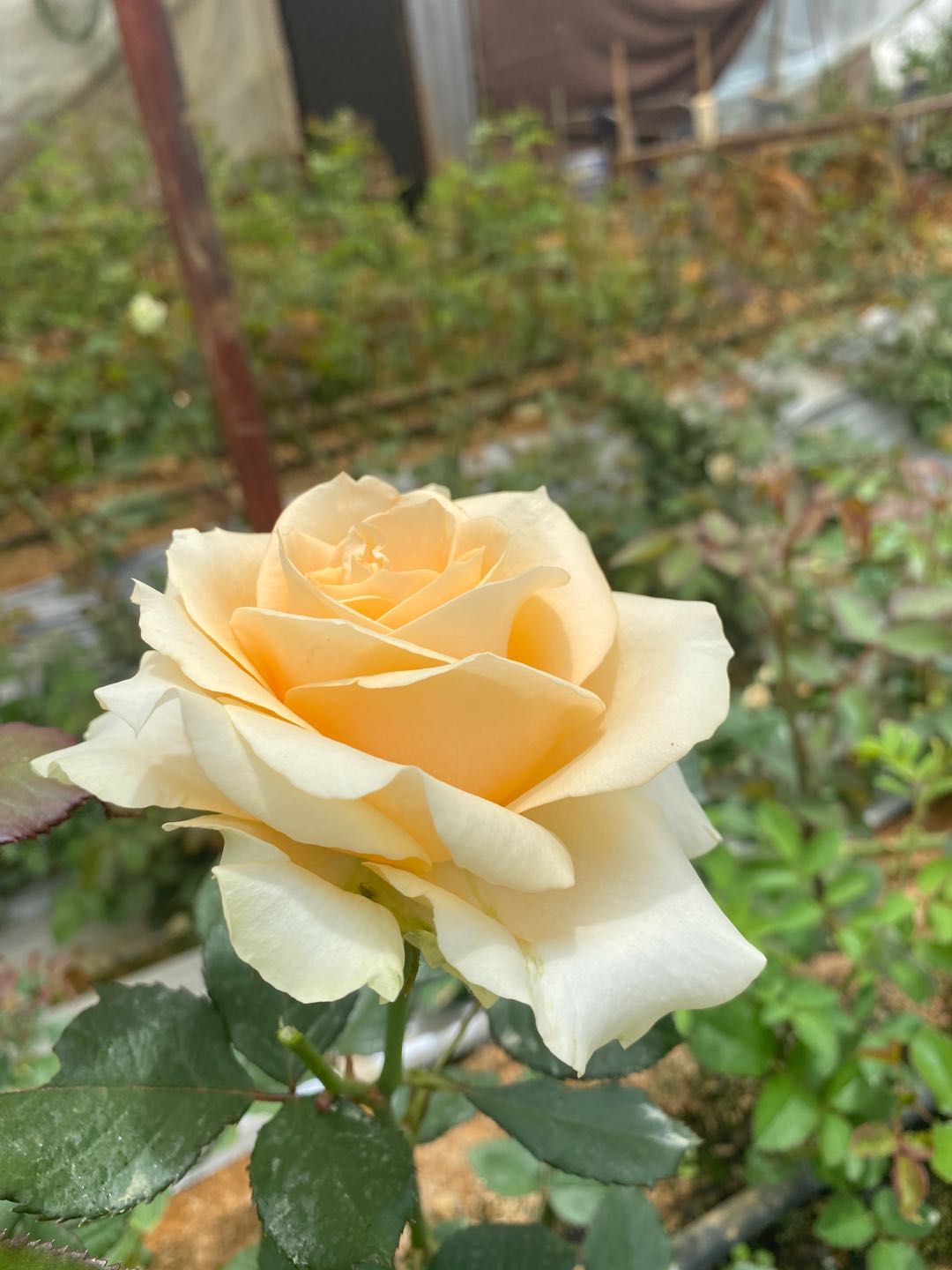 供应玫瑰种苗 四季开花玫瑰 玫瑰种苗 量大优惠